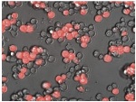 Molecular Beacons Purify Cardiac Muscle Cells from Stem Cell Cultures