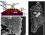 Manipulation with Gold Atoms Improves Electrical Characteristics of Three-Atom-Thick Molybdenum Disulfide