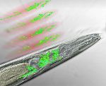New Technique Overcomes Limitations of Light Microscopy