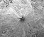 Physicists Accidentally Discover Sea Urchin Nanoparticles