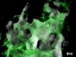 Nanoscale Study of Healthy Human Tissues for Developing Regenerative Cell Techniques