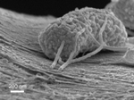 Microbes Make Nanowires to Dump Off Excess Electrons to Generate Electricity