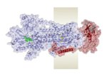 Researchers Now Understand How Sodium-Potassium Pump Works as a Molecular Nanomachine