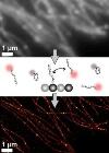 Harvard's Wyss Institute Team Receives NIH Grant to Develop DNA-Based Microscopy Method