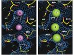 Researchers Study Ions in Sodium-Potassium Pump
