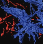 SLAC 0X-ray Microscope Helps Observe Nanometer-Scale Details of Molten Iron under Intense Pressures and Temperatures