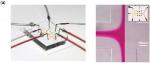 Researchers Assemble DFAA and DFAG into 1-D Nanostructures Using Microfluidic Devices
