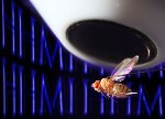 New Insight into How Fly Brain Extracts Information About Visual Scenes to Guide Behavior