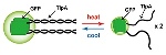Green Fluorescent Protein Biosensors Used to Detect Temperature Fluctuations in Cells