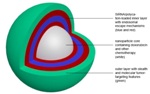 MIT Chemical Engineers Design Nanoparticles to Counter Triple-Negative Breast Cancer