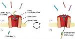 Novel Biological Nanopore Holds Potential for Gene Therapy and Targeted Drug Delivery