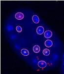 Virtual Tool Analyzes 3D Digital Microscopic Images of Cells