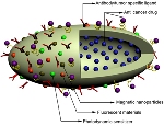 Unique Dual-Surface Nanostructured Carrier Improves Drug Delivery to Cancer Cells