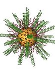 Researchers Combine Gold Nanoparticles with Small Interfering RNAs to Counter Glioblastoma