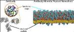 Berkeley Lab Researchers Create New Material Resembling Molecular Velcro for Biosensing Applications