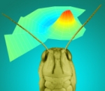 Researchers Discover How Nanoscale Features of Locust’s Eardrum Processes Sound