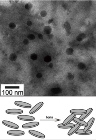 Clay Made up of Nano-Sized Disks May Have Been the Birthplace of Life on Earth