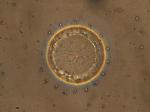Nematic Liquid Crystal Forms Ring Defect Pattern and Directs Nanoparticles