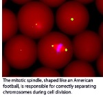Researchers Observe Mitotic Spindle Within Cell-Sized Droplet of Cytoplasm Using Microfluidics Technology