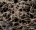Copper Nanowires Hold Potential for Robust, Inexpensive Fuel Cells