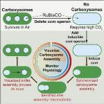 Researchers Use Pioneering Visualization Method to Capture Inner Working of Bacterial Black Box
