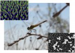 Study Results Hold Potential for Development of New Generation of Antibacterial Nanomaterials