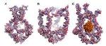 Nanorobot of DNA Molecules Encapsulates and Releases Active Biomolecules