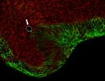 Novel Method Involving Tiny Oil Droplets Helps Measure Forces in 3D Tissues