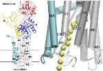 Nano-Sized Copper Pump Safeguards Body's Cells Against Copper Poisoning