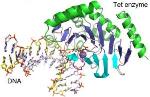 Scientists Obtain First Detailed Molecular Structure of Tet Enzyme