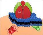 Researchers Employ Nanotemplate of Known Stoichiometry to Study Fluorescent Proteins