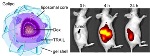 Novel Nanoparticles Carry Different Cancer-Killing Drugs and Deliver Them to Different Locations