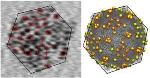 Gold Nanoparticles Help Tag Shape and Structure of Viruses