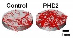 Novel Biodegradable Scaffold Enables Sustained, Local Delivery of Gene-Silencing Factors