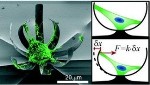 ‘Cell Force Measurements in 3D Environments’ Selected as Lab on a Chip HOT Article