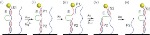 Researchers Create New DNA Molecular Motor for Transporting Nanoparticle Along Carbon Nanotube Length
