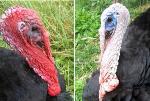 Researchers Develop Turkey-Inspired Biosensors for Identifying Toxins