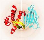 Detailed Analysis of Early Mechanisms of Misfolding Proteins