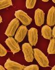 Bacterial Spore Generator Could Provide a Steady Source of Green Electricity