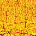HZDR Researchers Report Novel Method for Combining DNA Origami and Self-Organized Pattern Formation