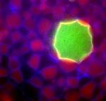 Researchers Assemble Primitive Building Blocks into Functional Biological Materials