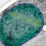 Research Provides New Clues into Crucial Protein’s Work Using Sophisticated Microscopy Technique
