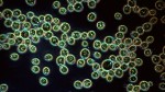 Study on Impact of Residual Nano-Silver in the Environment