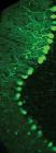 Two-Photon Microscopy Used to Study Purkinje Cells