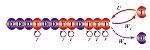 Simple Mathematical Way to Consider Correlations in Analysis of Cytoskeletons