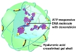 Researchers Develop New Technique Using ATP for Introducing Anti-Cancer Drugs into Cancer Cells