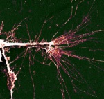 Surface Topography and Chemistry Can Influence Cellular Behavior on Semiconductors