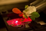 Innovative Research in a New Field Termed Plant Nanobionics