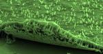 New Performance Levels for III-V Nanowire Arrays on Graphene