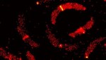 EPFL Scientists Use Super-Resolution Microscopy Technique to Understand Bacteria Division
